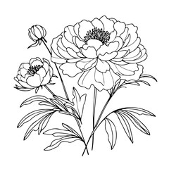 Set outline peony spring, doodle Collection floral stems. Hand drawn Botanical drawing. Detailed line art peonies illustration. Simple Stylized anemone flowers. Black and White blossom sketch