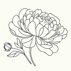 Set outline peony spring, doodle Collection floral stems. Hand drawn Botanical drawing. Detailed line art peonies illustration. Simple Stylized anemone flowers. Black and White blossom sketch