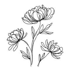 Set outline peony spring, doodle Collection floral stems. Hand drawn Botanical drawing. Detailed line art peonies illustration. Simple Stylized anemone flowers. Black and White blossom sketch