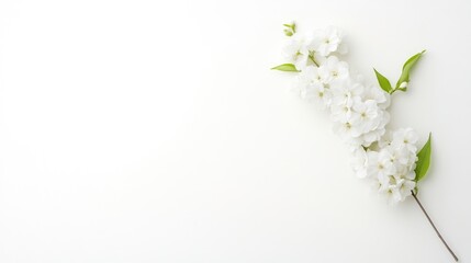 Fototapeta premium Delicate white flowers with green leaves on a slender stem, minimalist composition against a clean white background, and serene and elegant floral arrangement.