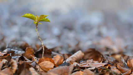 A Beech Tree Sapling (Fagus Sylvatica)