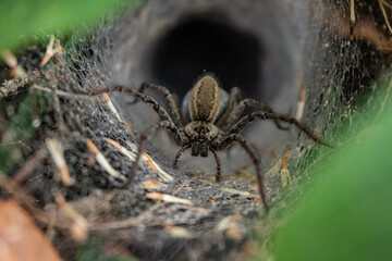 Wolf spider in funnel web nest