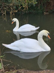 Two swans perfectly aligned on dark water, moody vibes and serene atmosphere