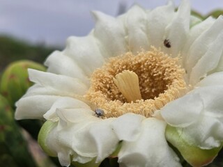 Single open saguaro cactus blossom and beetles
