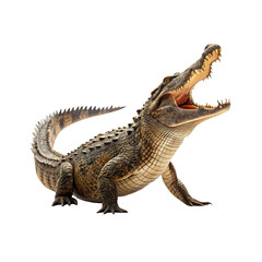 Obraz premium Fierce Wild Crocodile with Open Mouth and Dangerous Teeth Isolated on White Background