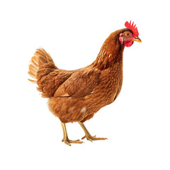 Fototapeta premium Farm Hen with Brown Plumage and Red Comb Isolated on Transparent Background