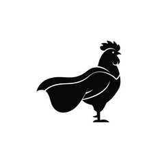 rooster isolated on white background