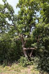 Vertical View Of A Large Old Oak Tree With Spreading Branches And Textured Trunk Standing Among Lush Green Foliage In A Summer Forest Or Park. Mighty Tree.