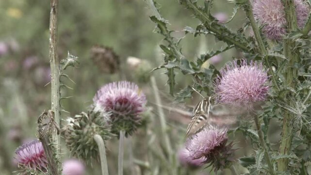 Two Spinx Moths Drinking from a Flower