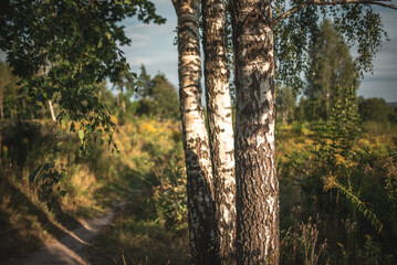 Fototapeta premium A serene view of birch tree trunks in a forest, bathed in warm sunlight on a summer day.