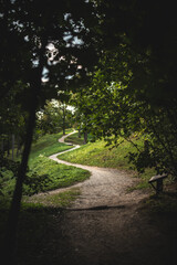 Fototapeta premium A peaceful forest pathway curves invitingly through the lush greenery, beckoning exploration.