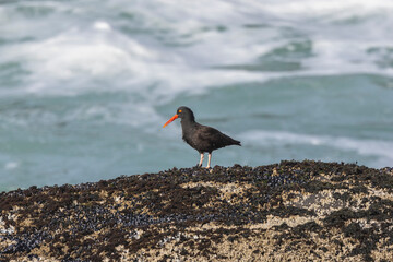 2025 03 08 Black Oystercatcher Profile - Smelt Sands State Recreation Site 007