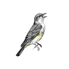 Vector King bird 