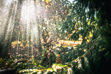 A magical forest scene with sunlight streaming through the trees and gentle mist.