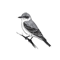 Vector King bird 