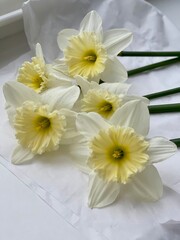 Fresh daffodil flowers on the white background 