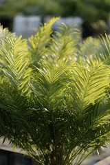 Obraz premium Lush Green Palm Fronds Sunlight Botanical Garden