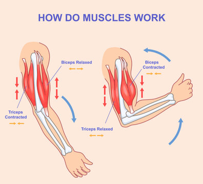 How do muscles work. Educational anatomical diagram showing process of contraction and relaxation of arm muscles. Biceps and triceps movements during sports exercise. Cartoon flat vector illustration