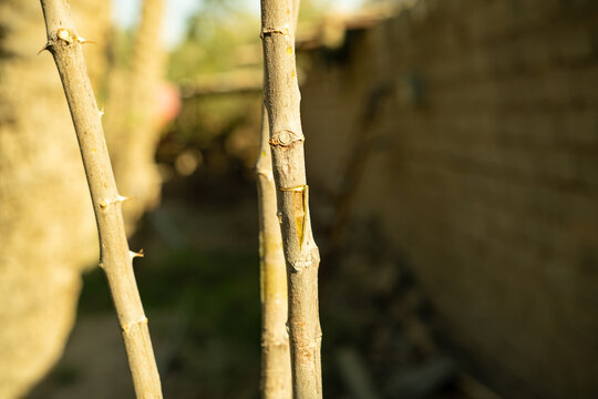 Hands Tying Graft Union on Sidr Ziziphus Tree Branch