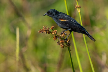 blackbird on a branch