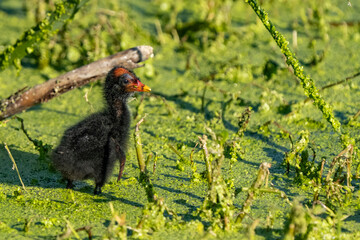pheasant in the grass