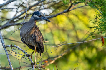 great blue heron