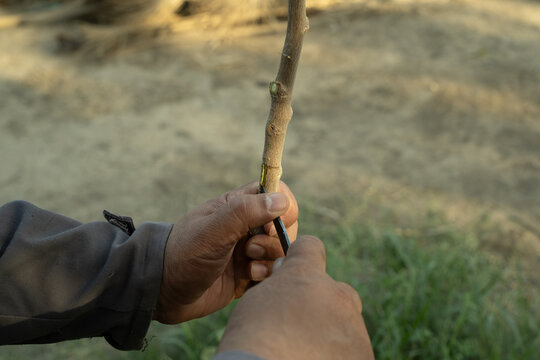 Hands Tying Graft Union on Sidr Ziziphus Tree Branch