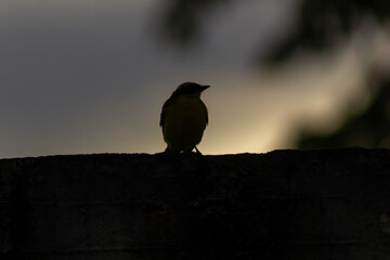 Silhouette of a bird on the wall at sunset. Shallow depth of field.