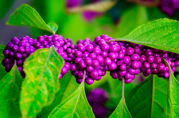 American beautyberry (Callicarpa americana) in Daphne Alabama