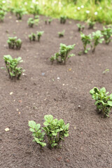 Potato young plants in rows on field on garden bed. Growing organic potatoes in garden