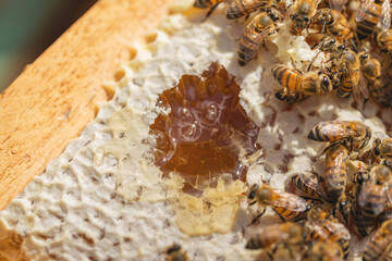 Close-up of bees working on honeycomb with exposed fresh honey