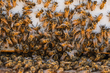 Swarm of honey bees clustering at hive entrance