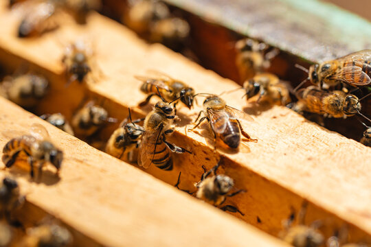 Close-up of honey bees interacting on wooden hive frames