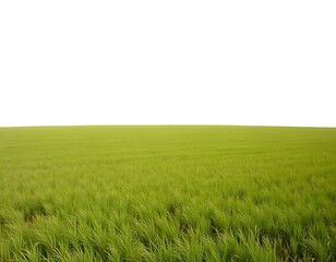 Obraz premium Expansive Green Grassland Isolated on White Background
