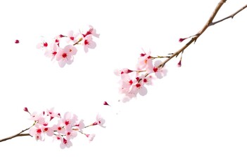 Naklejka premium Upward Swirl of Flying Cherry Blossoms Isolated on Clean White Background for Spring Design