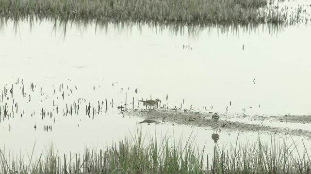 Two Killdeer by water Marsh