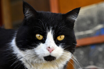 Cute black with white tuxedo Maine Coon cat kitten with naughty expression, laying down facing...