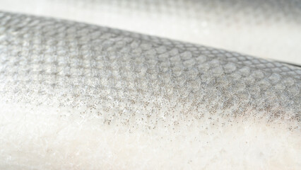 Fish scales texture background, sea bass skin close up, macro shot of silver labrax scale