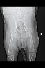 Canine Hip X Ray Showing Pelvic Anatomy, Veterinary Radiology of Dog Skeleton, Animal Healthcare Diagnostic Imaging, Pet Injury Assessment, Orthopedic Examination, Vet Clinic Medical Scan