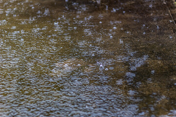 Raindrops on the surface of the puddle. Abstract background.