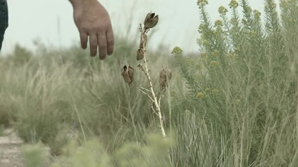 Man Walking flings yucca seeds