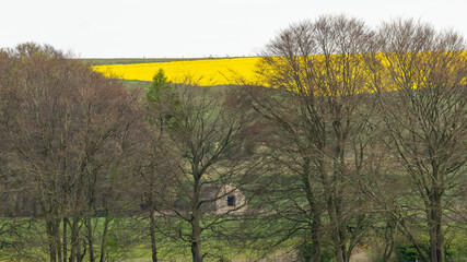 Hidden barn through the trees. Derelict for many years. England.