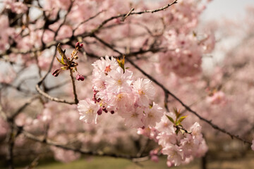 桜の花　クロースアップ　