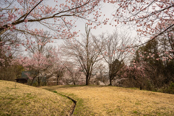 桜の花　クロースアップ　