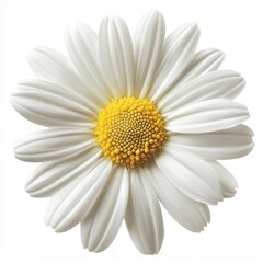 White daisy flower with yellow center and soft layered petals