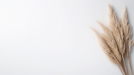Dried pampas grass arrangement against a clean white background, and minimalist interior decor concept with soft neutral tones and natural texture.