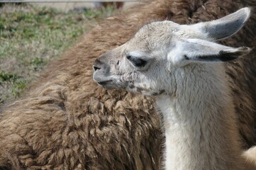 Obraz premium A lama (lama glama) in the andes mountains