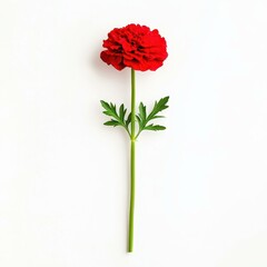 A vivid red flower stands out beautifully against a  white background, highlighting its delicate petals and vibrant hue.