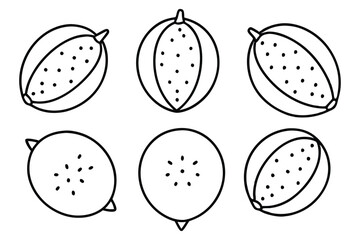 Finger Lime Fruit Vector Design