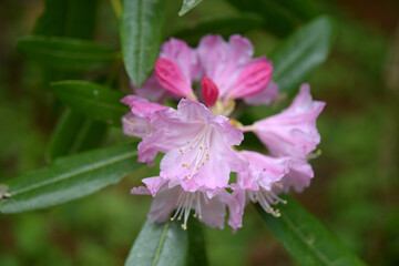 ピンクのシャクナゲ